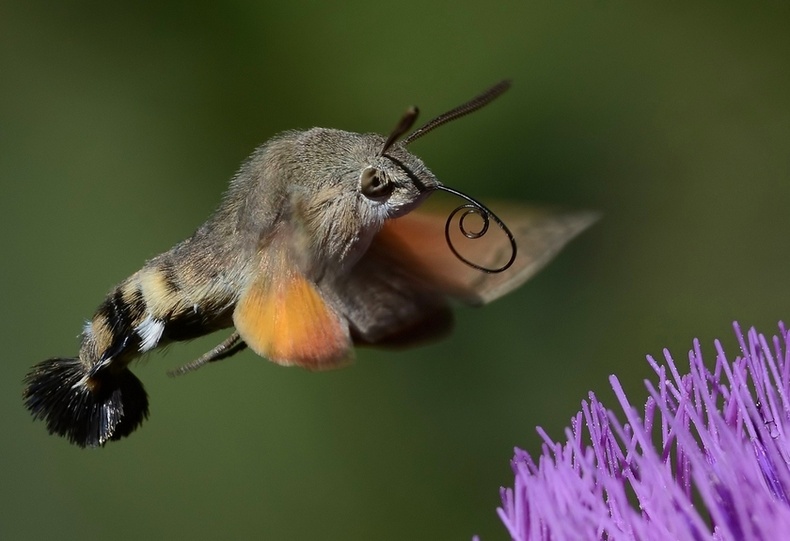 Шонхор эрвээхэй (Sphingidae)