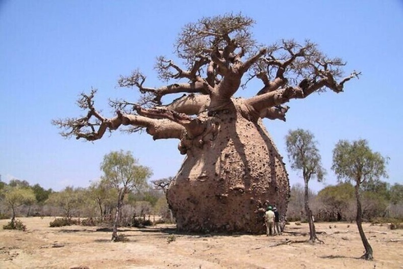 Мадагаскар аралд ургадаг аварга баобаб мод