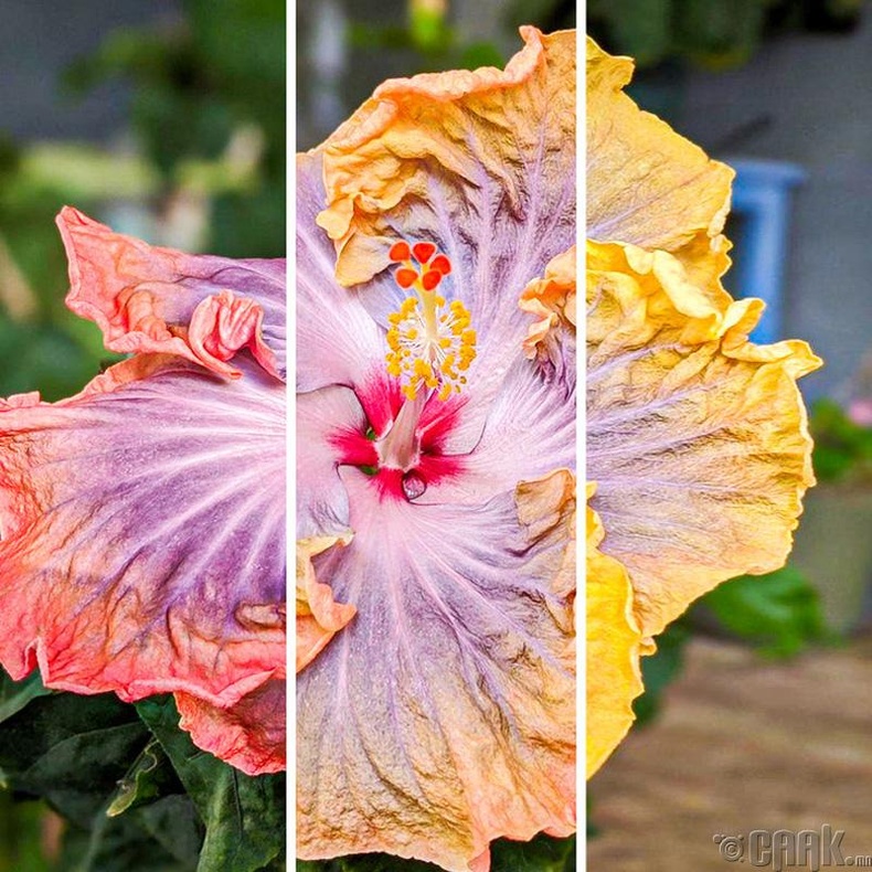 Роземаллов цэцэг дэлбээлэх үедээ өнгөө өөрчилдөг. Энэ 3 зургийг 8:30, 11:30, 16:30 гэсэн цагуудад авчээ