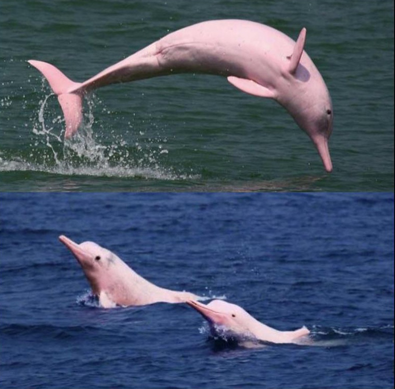 Ягаан дельфин