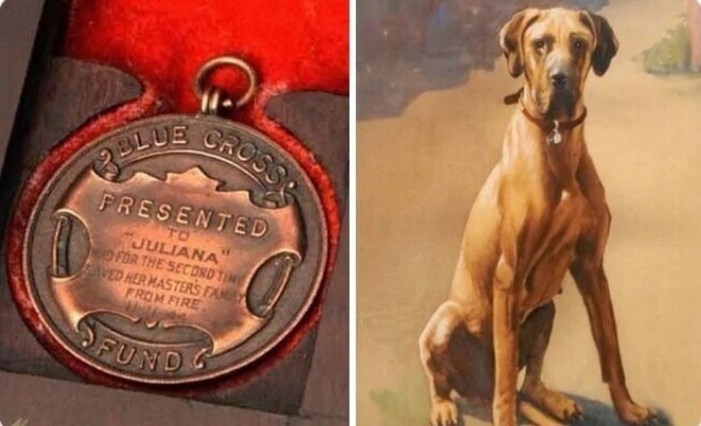 Дэлхийн 2-р дайны үеэр Жулиана хэмээх нохой Цэнхэр загалмайн одонгоор шагнагджээ. Нохой тэсрэх бөмбөг дээр шээж салгасан байна
