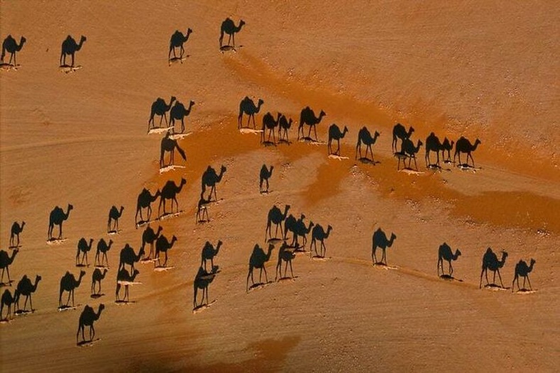 Цагаан "зураас"-нууд нь жинхэнэ тэмээнүүд харин хар нь тэдний сүүдэр