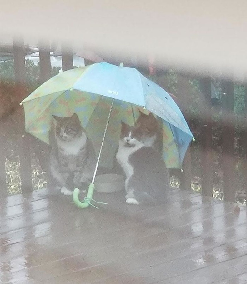 Гудамжны муурнуудыг хооллох дуртай аав нь амьтдыг борооноос хамгаалжээ.