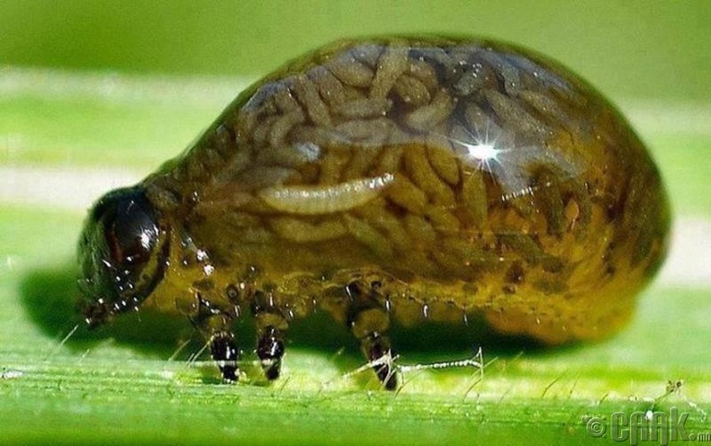 Навчны цох - /Criocerinae leaf beetle/