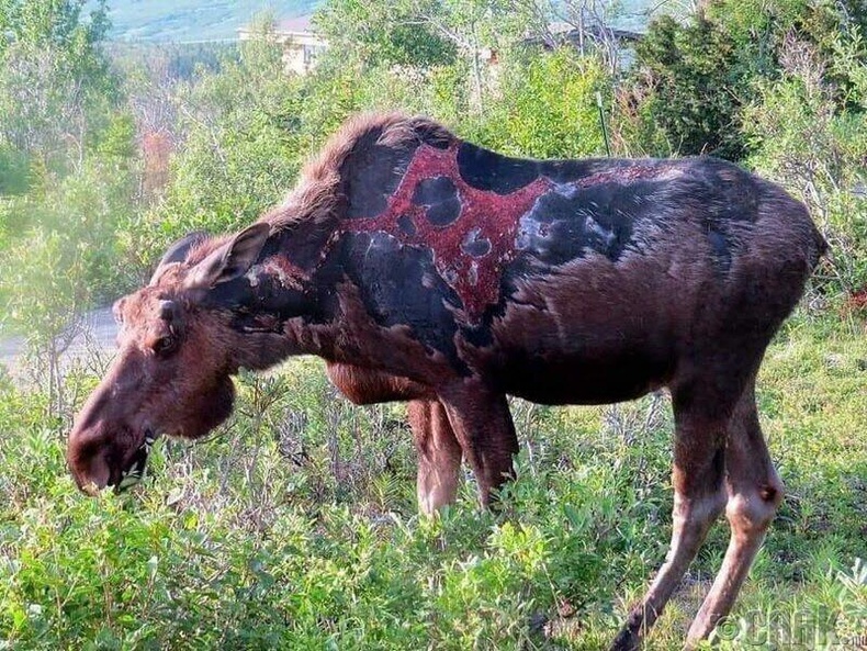 Аянганд цохиулаад амьд үлдсэн хандгай