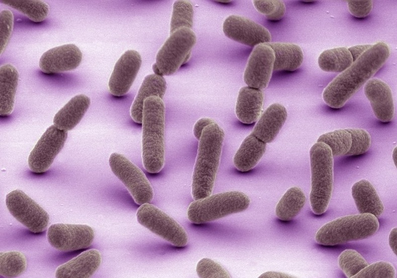 Гэдэсний E. coli бактери