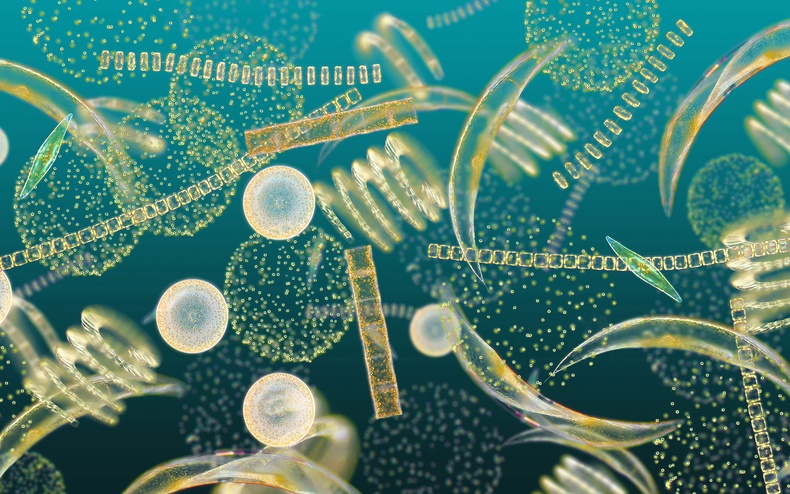 Фитопланктонуудын парадокс