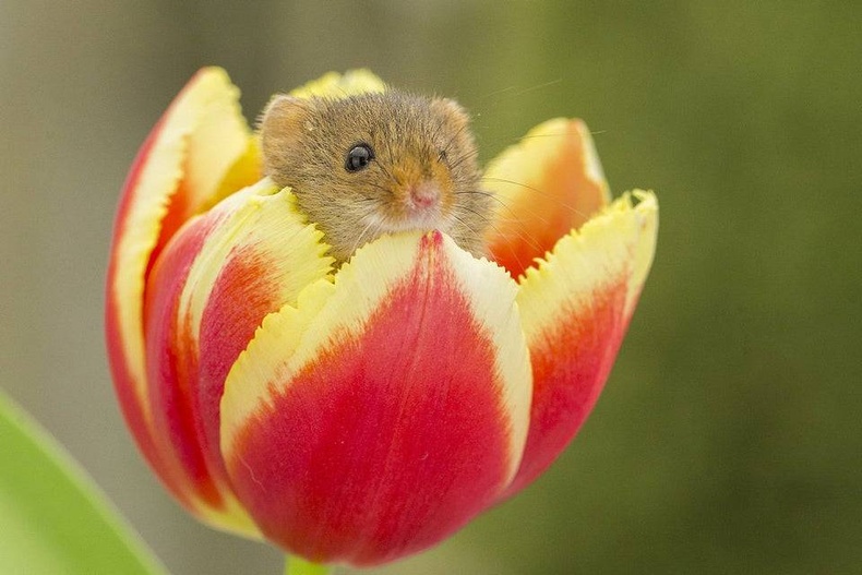 Чигчий хулгана цэцгийн тоос идэж байхдаа цоморлиг дотор унтах нь бий