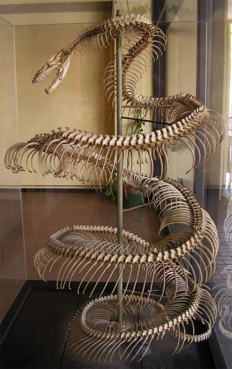 8 метр урт анаконда могойн яс