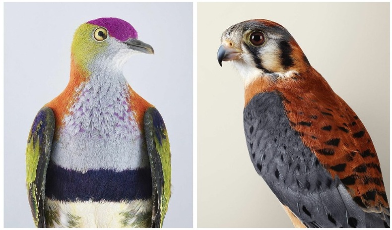 Шувуудын гоо үзэсгэлэнг бид дутуу үнэлдэг болохыг батлах Австрали гэрэл зурагчны цуврал бүтээлүүд