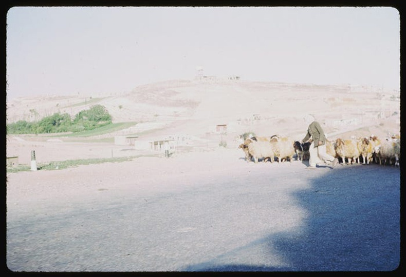 Дамаск хүрэх зам дээр таарсан хонин сүрэг