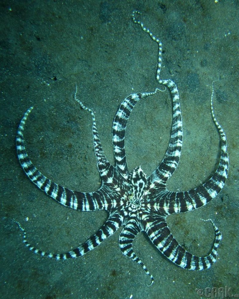 Элэглэгч наймаалж - /Mimic octopus/