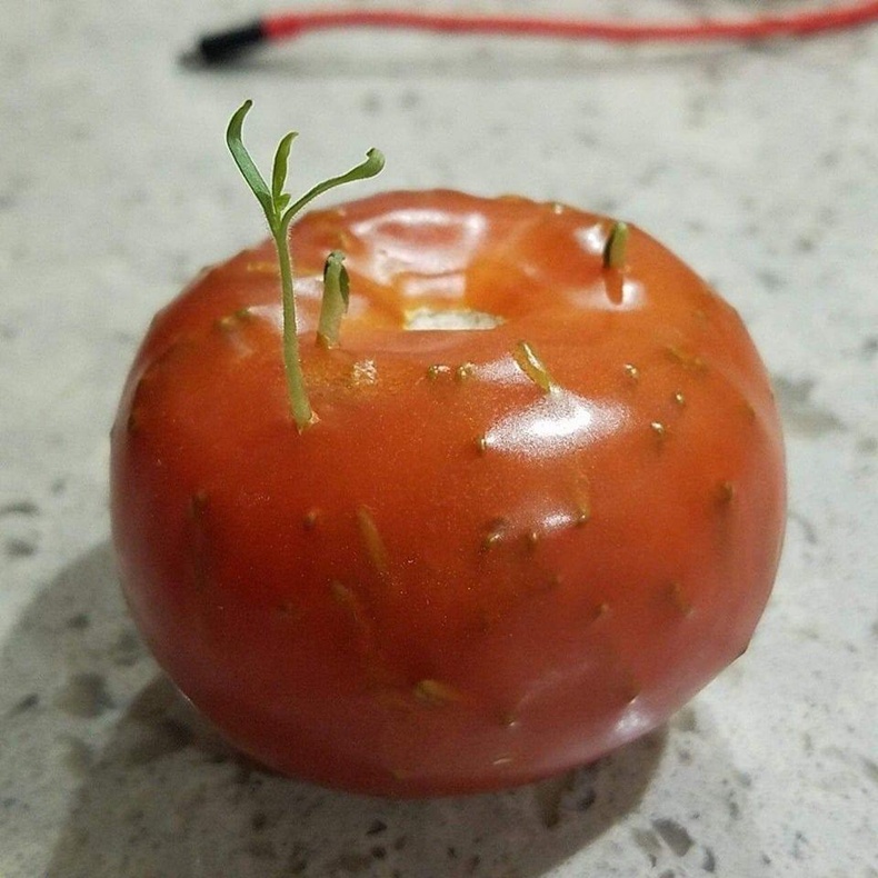 Соёолж буй улаан лооль