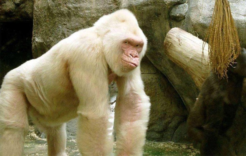 Дэлхий дээрх цорын ганц альбино горилл