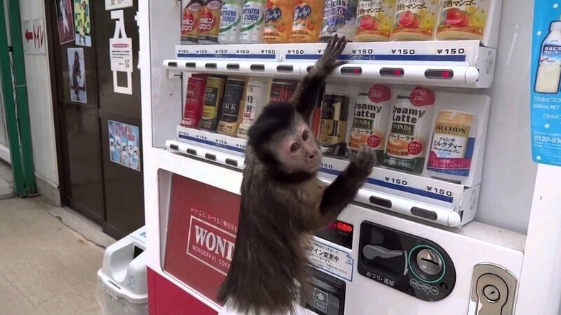 Японд амьдардаг зарим сармагчингууд автомат машинаас зоосоор бараа худалдан авч чаддаг