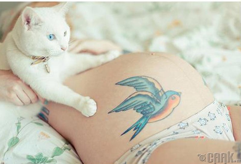 Бид бодохдоо: Жирэмсэн эмэгтэйчүүд муурнаас хол байх хэрэгтэй