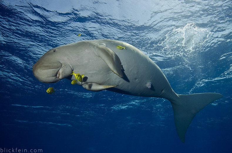 Дугонг буюу далайн үнээ (Dugong dugon)