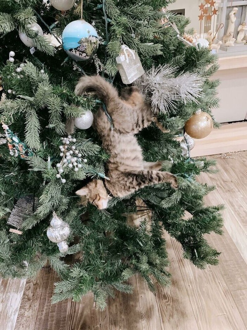 Гацуур мод муурны дайсан