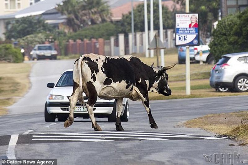 Как путешествовать с коровой. Коровы в Африке. Корова бежит. Коровы в ЮАР.