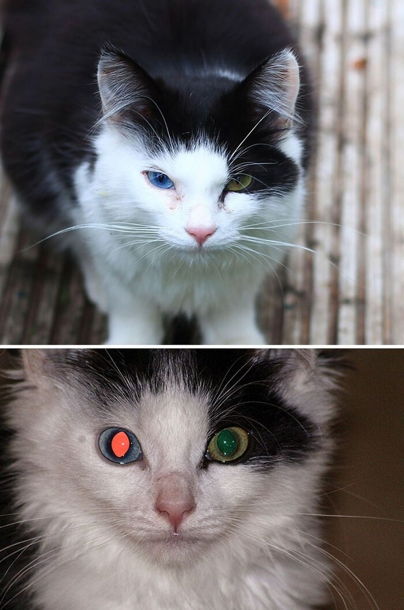 Хоёр өөр өнгийн нүдтэй муур минь терминатор шиг харагддаг