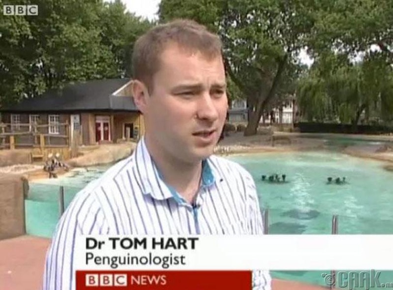 Том Харт, оцон шувууны эмч