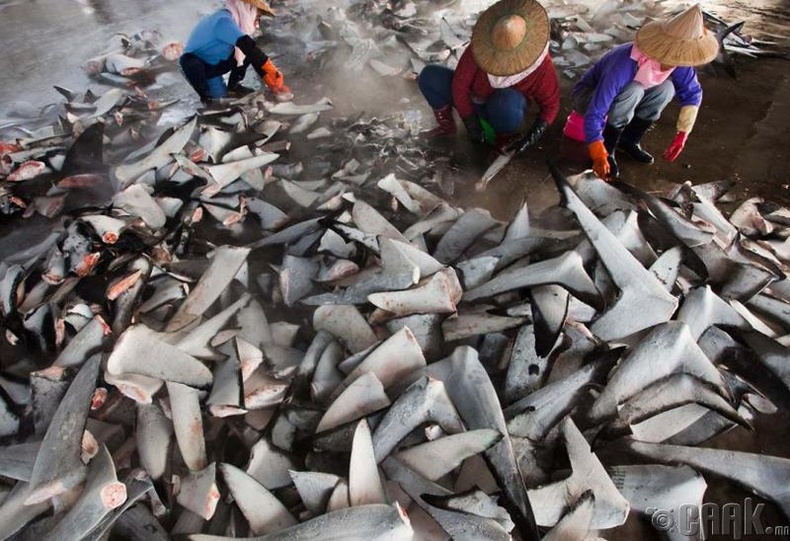 Хууль бусаар агнагдсан акулын сүүл, Хятад улс