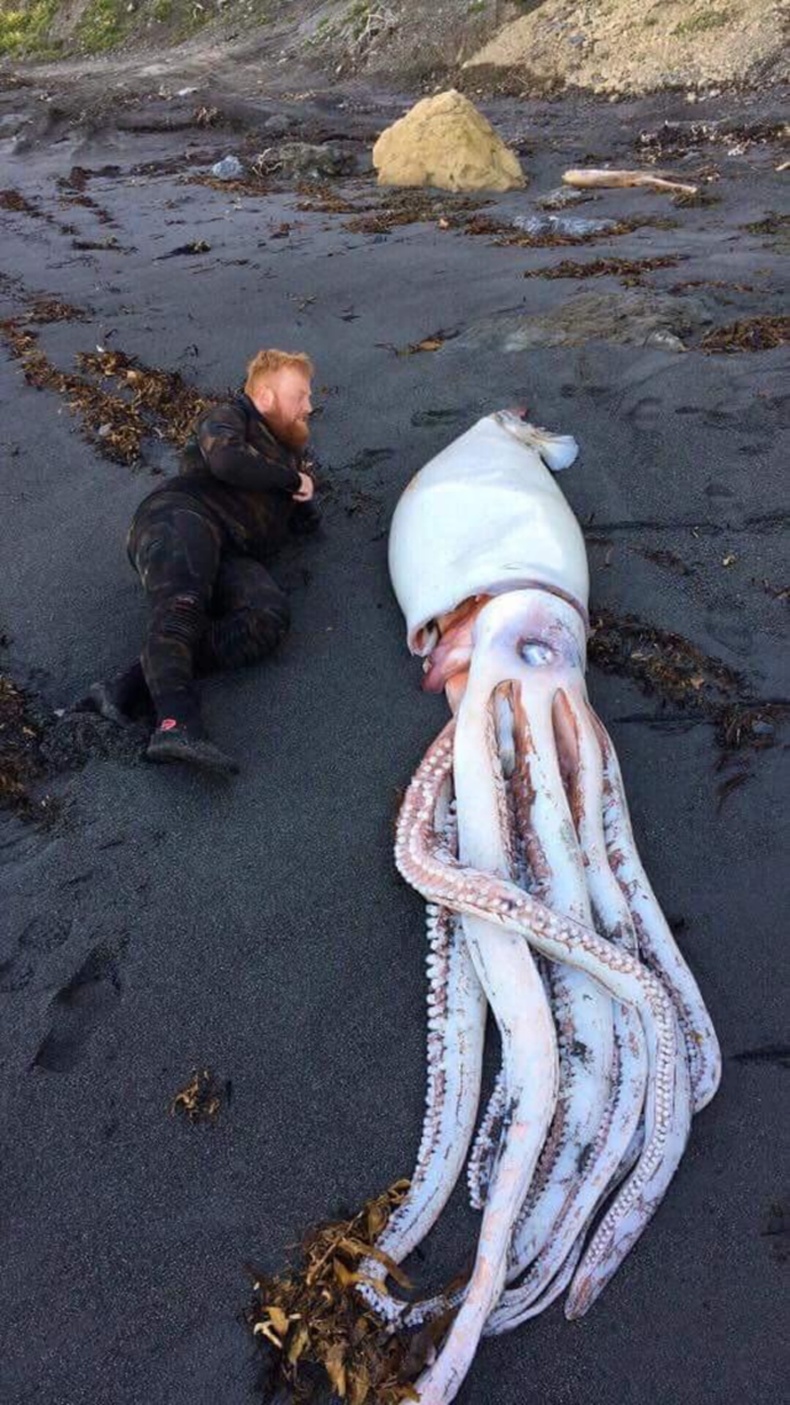 Далайн эрэг дээр шидэгдсэн аварга наймаалж