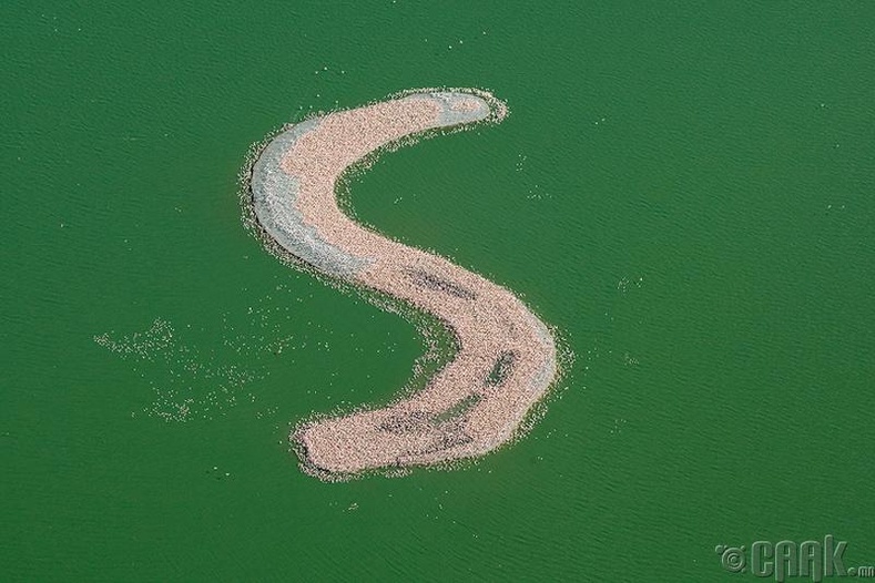 Камферс-дам фламинго арал, Өмнөд Африк