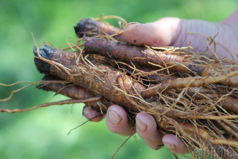 Даливс өвсний үндэс (Burdock Root)