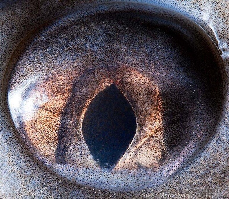 Шүхэрлэг загасны нүд