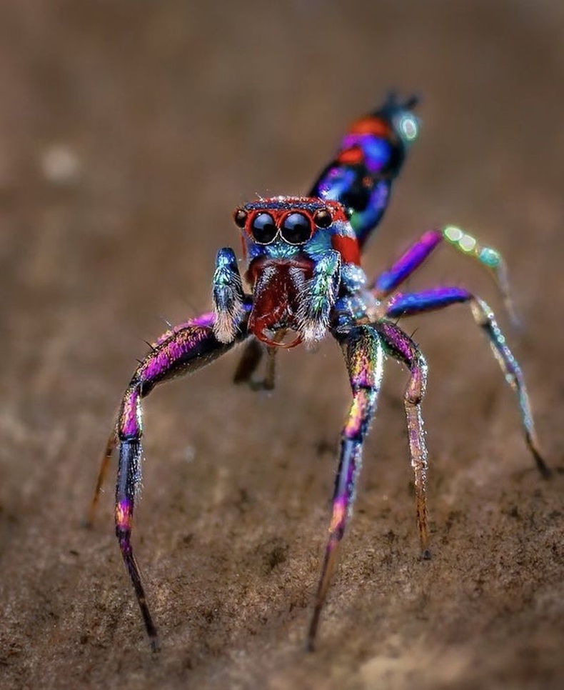 Chrysilla volupe - Дэлхийн хамгийн царайлаг аалз