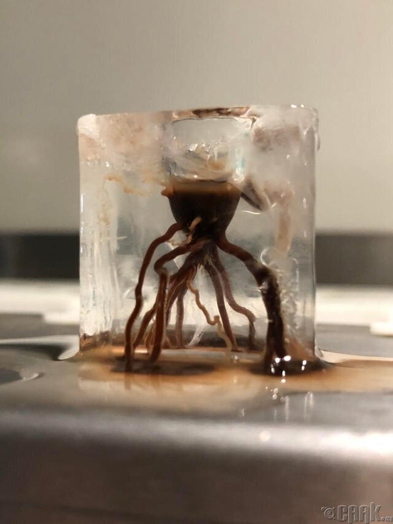 Хэсэг мөсөн дотор хөлдөөсөн шоколад гэсэж байна