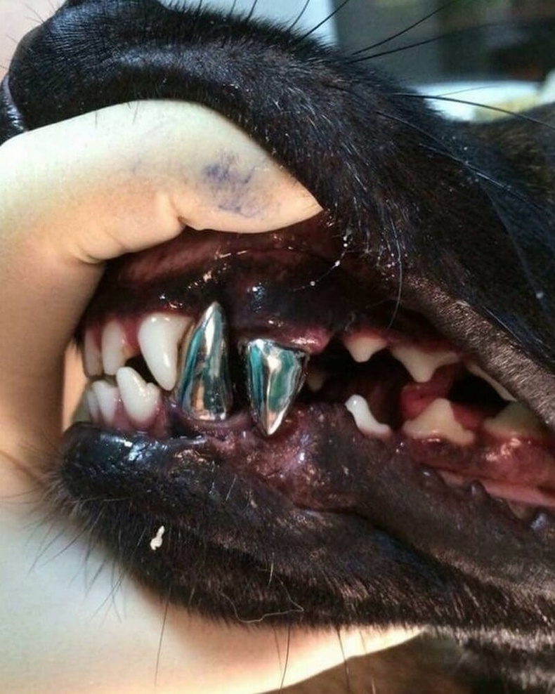 Мөнгөн шүдтэй нохой