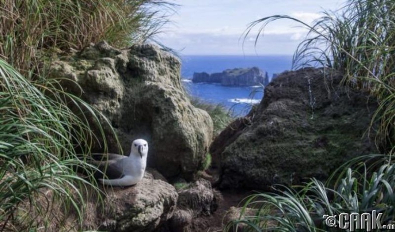 Триста да Кунха (Tristan da Cunha)