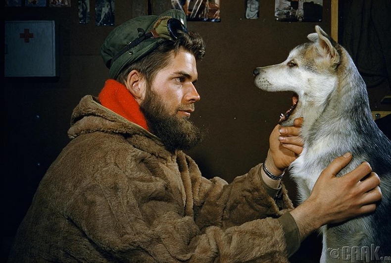 10 сартай Аляскын Маламут үүлдрийн нохойныхоо шүдийг шалгаж буй эр, 1957 он