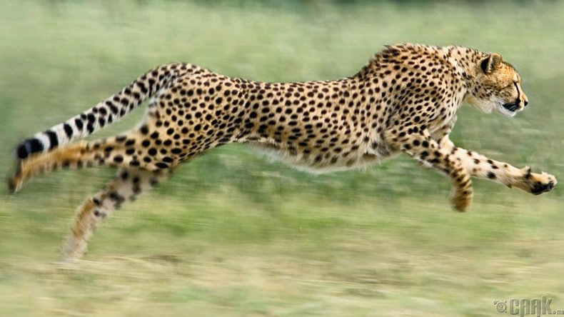 Эх газрын хамгийн хурдан амьтан - Үчимбэр