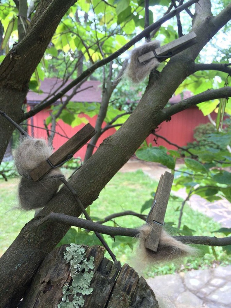 Эмээ маань муурны гулгиж хаясан үсийг шувууд үүгээр үүрээ засаг гэж модноос ингэж өлгөсөн юм