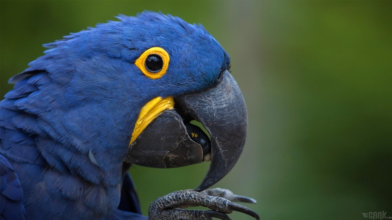 14 мянган ам долларын “Hyacinth Macaw” тоть