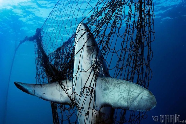 Мексикийн Кортезийн тэнгист баригдсан акул. Жил бүр олон арван сая акул баригдаж акулны сүүлтэй шөлөнд ашиглагддаг