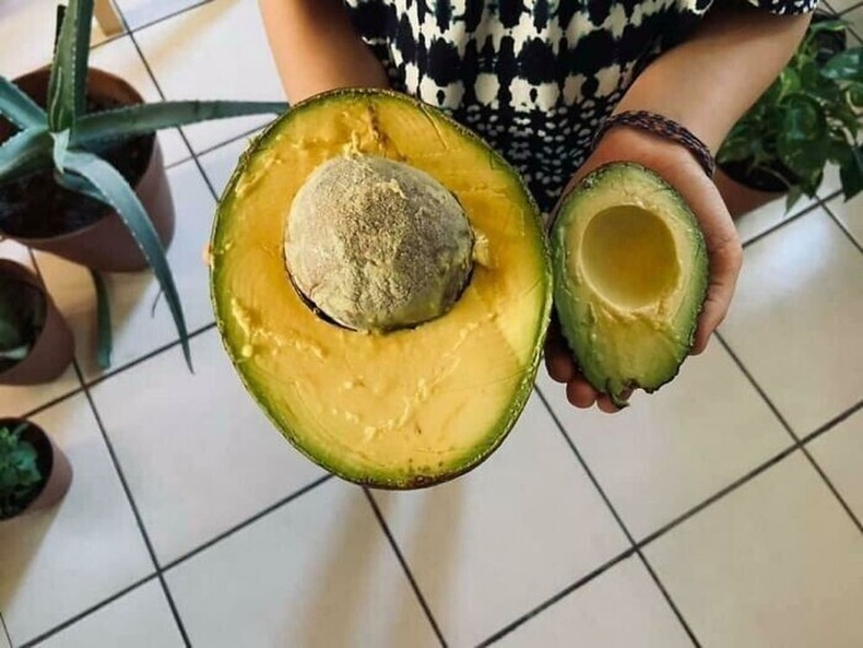 Аварга авокадо