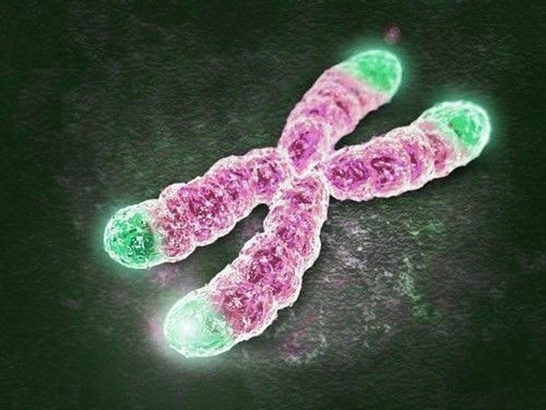 Хүний Х хромосом