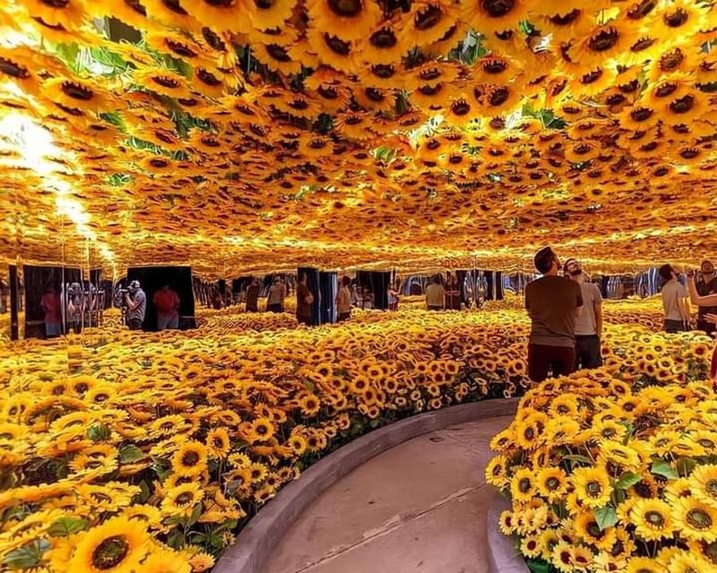 The Van Gogh Alive үзэсгэлэн дэх "Наран цэцгийн өрөө"