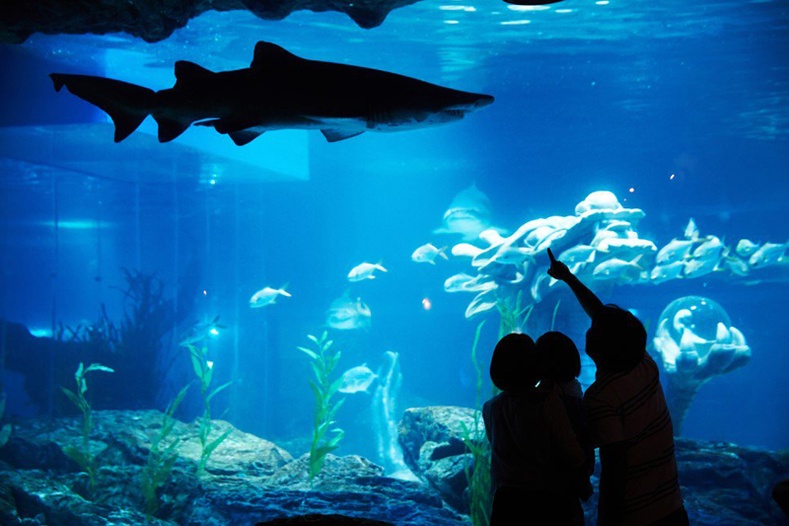 "Пусаны далайн амьдрал" аквариум