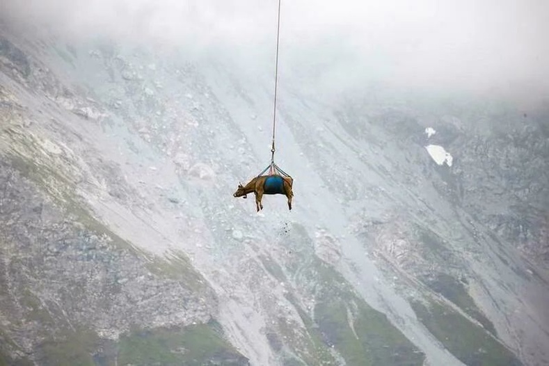 Швейцарийн Альпын нуруунд нэгэн үхрийг зуны бэлчээрээс нь нүүлгэж буй нь