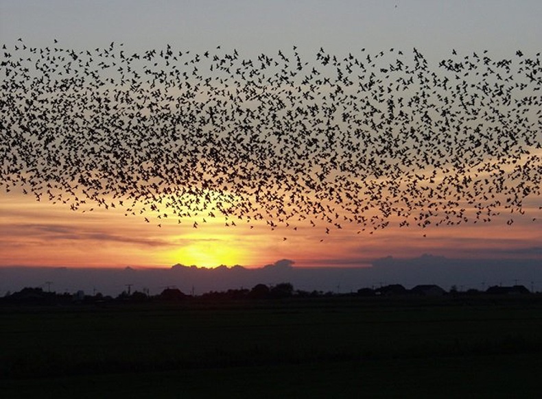 Европ тодол (Sturnus vulgaris)