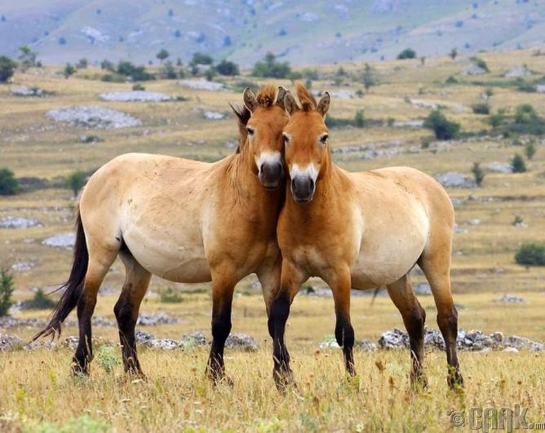 Монгол тахь дэлхий дээрх цорын ганц зэрлэг морь юм