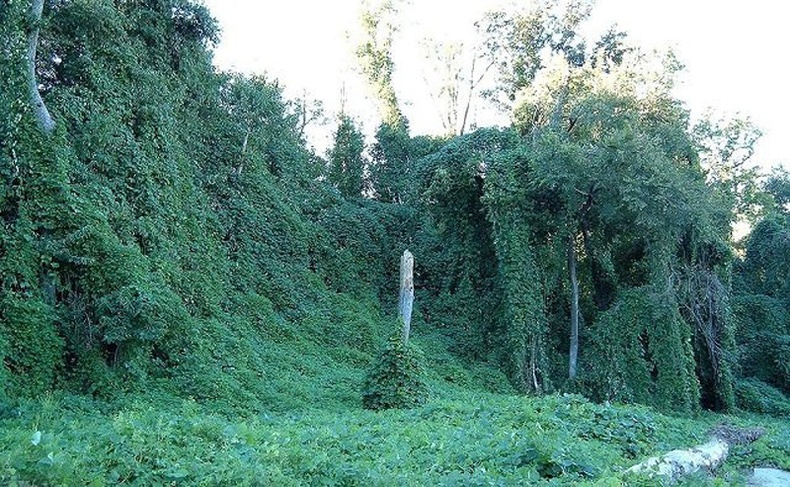 Кудзу (Pueraria montana)