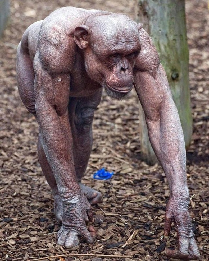 Шимпанзе нас бие гүйцсэн эрээс 5 дахин илүү хүчтэй