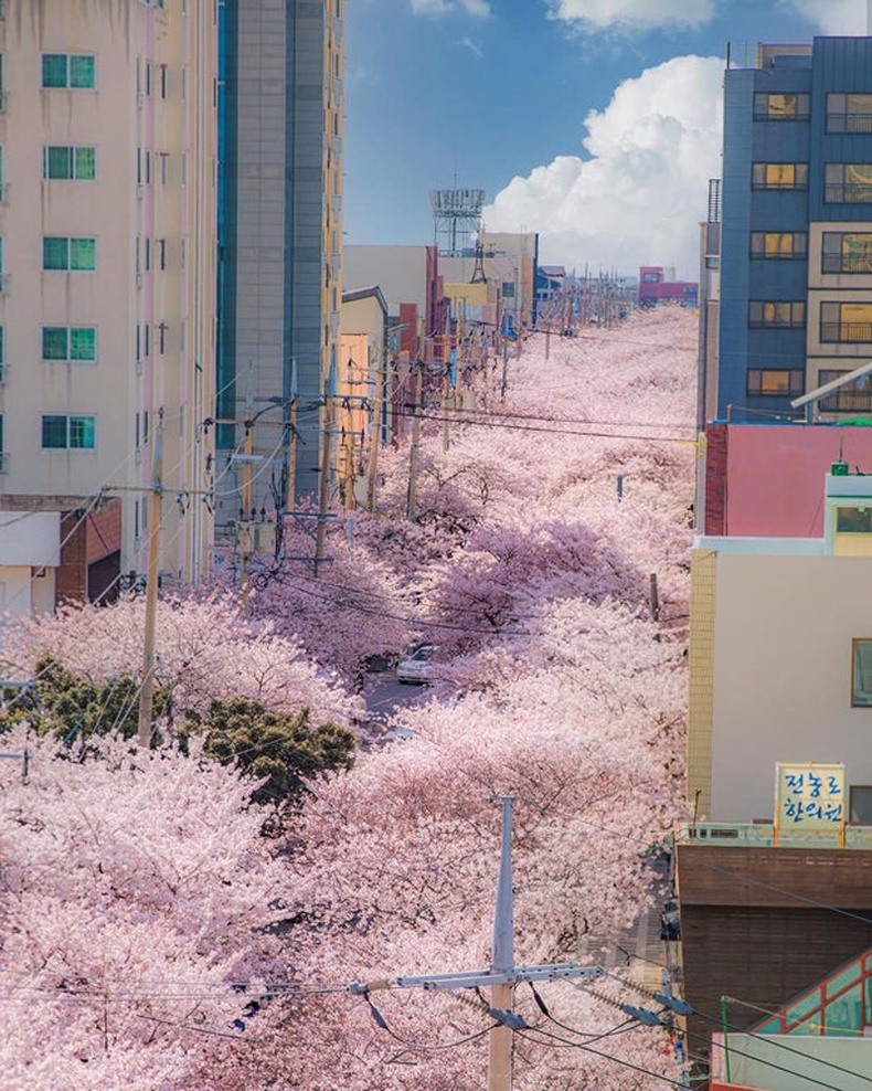 Солонгосын Чэжү аралд сакура цэцэглэжээ
