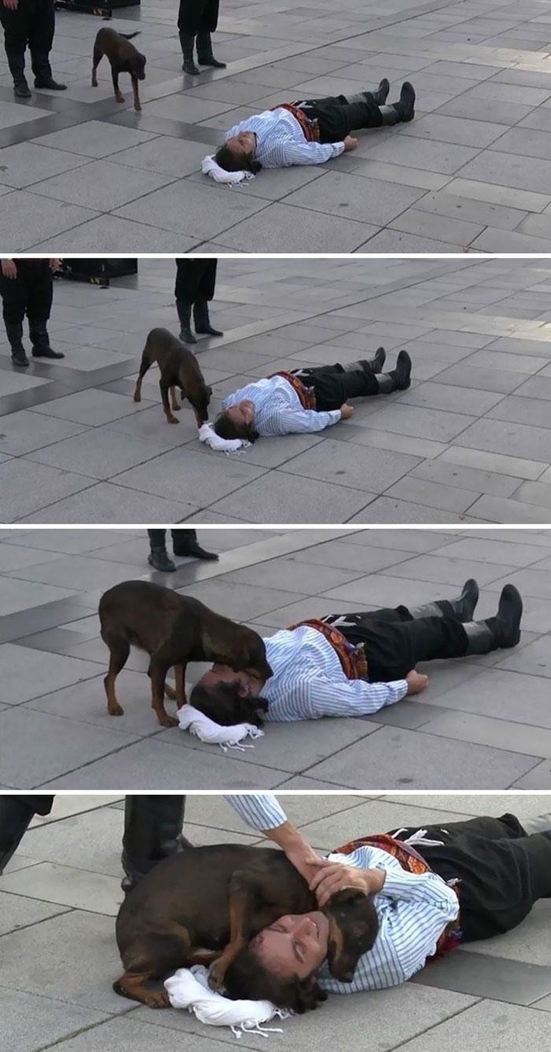 "Гудамжны үзүүлбэр үзүүлж байсан хүнд тусламж хэрэгтэй гэж ойлгосон нохой."